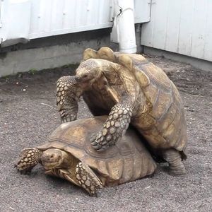 Meet your Posher, Ian